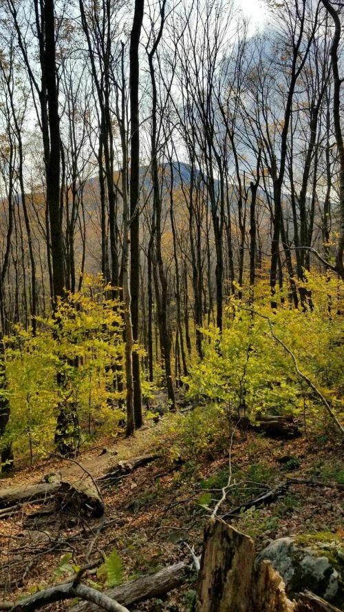 A serene forest scene with tall, bare trees and vibrant yellow foliage on the ground, set against a distant mountain.