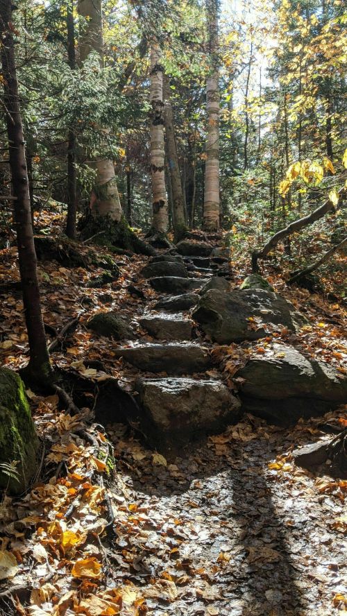 A forest path with stone steps, surrounded by autumn leaves and trees, illuminated by soft sunlight.