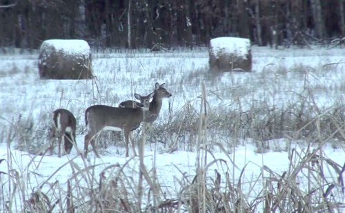 Two deer stand in a snowy field, surrounded by tall grass and hay bales in the background.