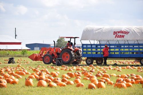 A tractor and wagon at Dewberry Farm surrounded by a field of orange pumpkins under a blue sky.