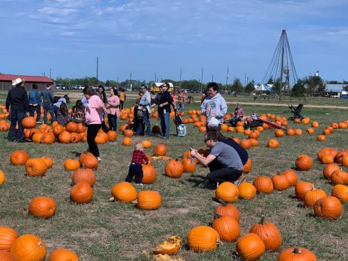 A pumpkin patch filled with people of all ages selecting pumpkins on a sunny day.