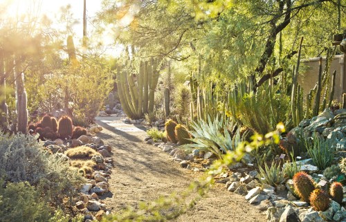 A sunlit desert garden path surrounded by various cacti and lush greenery.