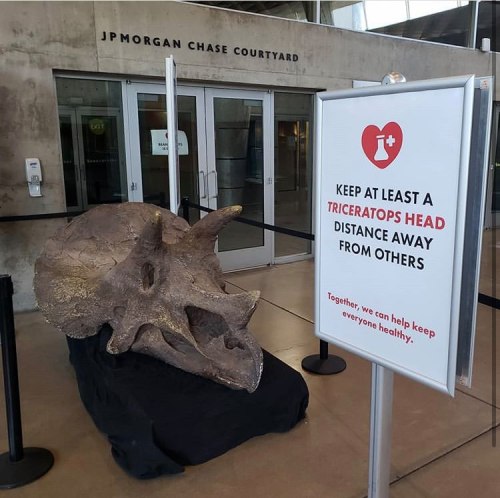 A large Triceratops head sculpture with a sign urging social distancing in the JPMorgan Chase Courtyard.
