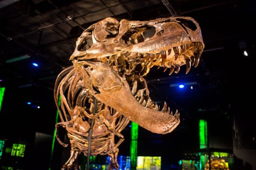 A detailed T. rex skeleton displayed in a museum, illuminated by colorful lights in the background.