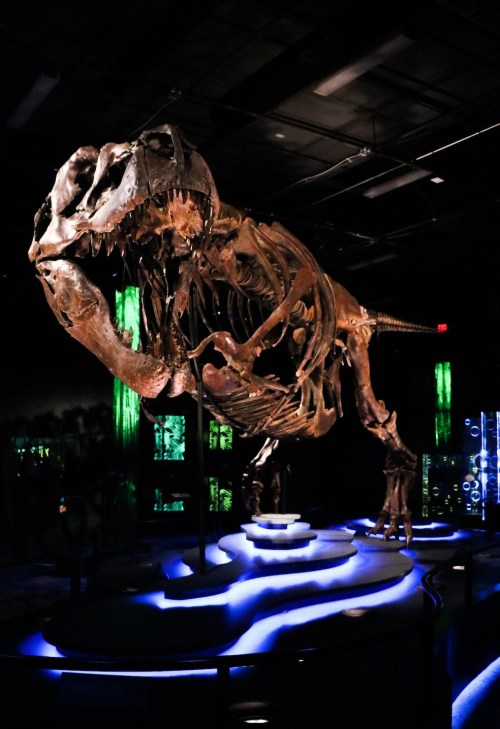 A large dinosaur skeleton displayed in a dark exhibit, illuminated by blue lights.