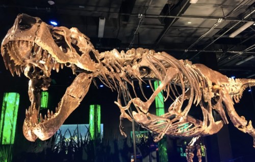 A large dinosaur skeleton displayed in a museum, showcasing its skull and elongated body.