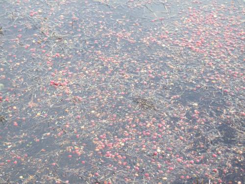 A body of water covered with scattered red berries and debris, creating a colorful, textured surface.