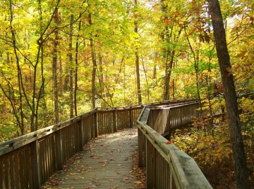 A winding wooden boardwalk through a vibrant autumn forest with colorful leaves.