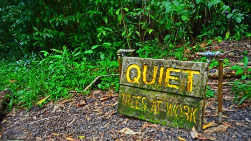 A weathered sign reading "QUIET TREES AT WORK" surrounded by lush greenery and forest floor.