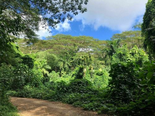 Lush green forest with tall trees and a clear blue sky peeking through the foliage along a dirt path.