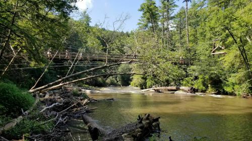 A serene river scene with a wooden bridge, surrounded by lush greenery and fallen trees along the water's edge.