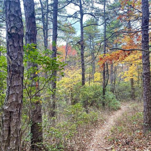 A winding trail through a forest with tall trees and colorful autumn foliage.