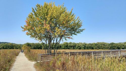 A tree with autumn leaves stands beside a path leading to a wooden bridge in a grassy landscape under a clear blue sky.