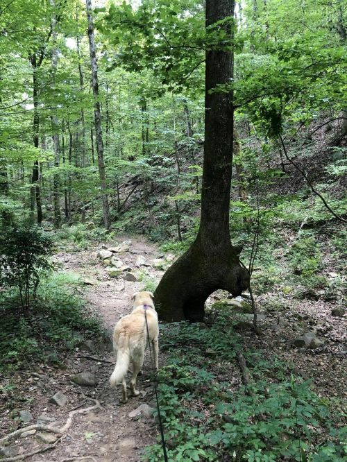 A dog walks along a forest trail, surrounded by lush green trees and rocky terrain.