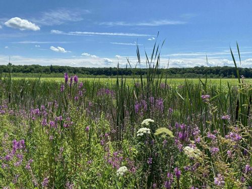 A vibrant field of wildflowers in purple and white, with tall grasses against a backdrop of green trees and blue sky.