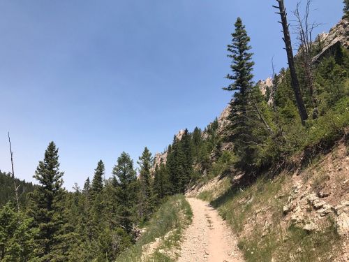 A dirt trail winds through a lush green forest, flanked by tall pine trees and rocky hills under a clear blue sky.