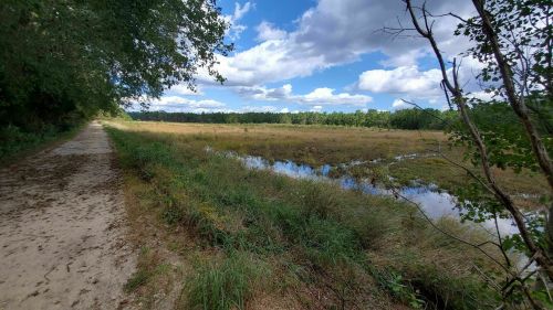 A scenic view of a grassy field with a water pool, bordered by trees and a dirt path under a blue sky with clouds.