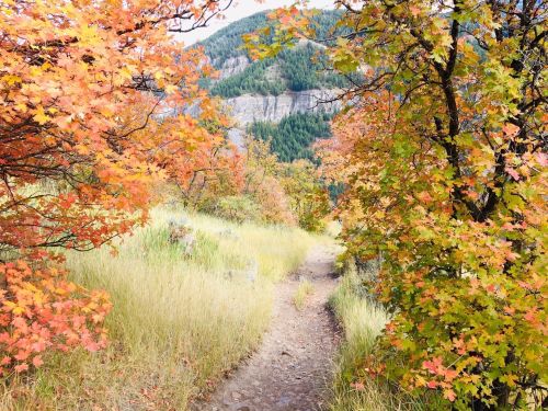 A winding path through vibrant autumn foliage, with orange and yellow leaves against a backdrop of green mountains.