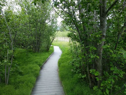 A winding wooden path through lush greenery and trees, leading into a serene natural landscape.
