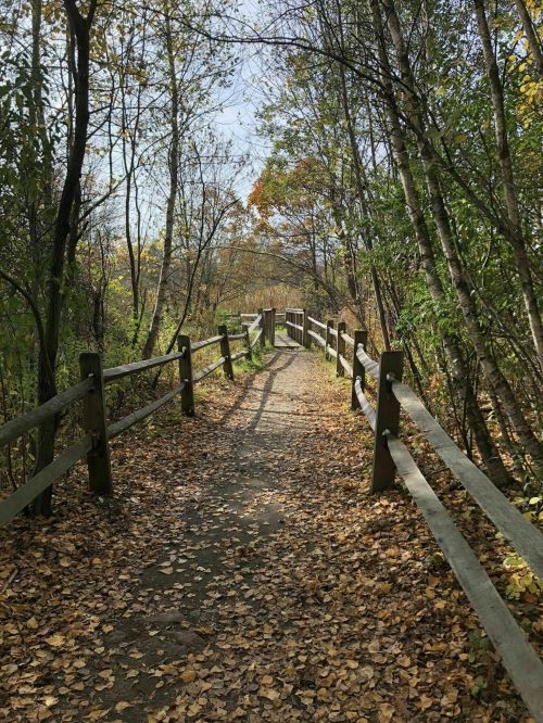 A serene path lined with wooden fences, surrounded by trees and scattered autumn leaves under a clear blue sky.