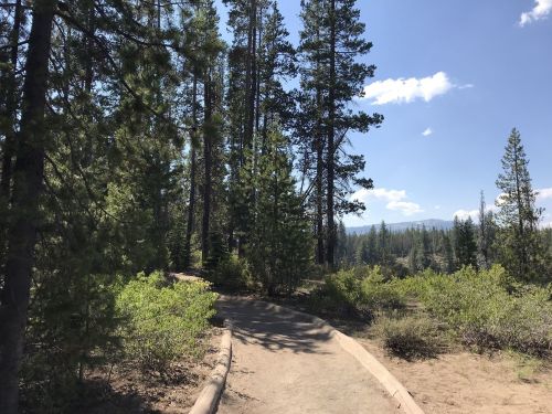 A winding dirt path through a forest of tall pine trees under a clear blue sky.
