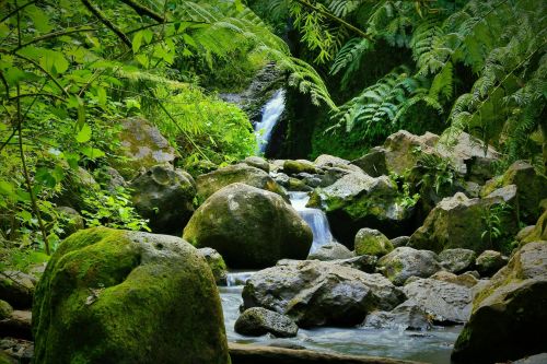 A serene forest scene featuring a small waterfall flowing over rocks, surrounded by lush greenery and ferns.