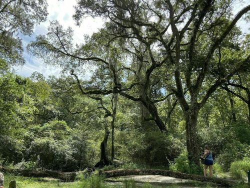 A person stands near a large tree in a lush, green forest with sunlight filtering through the leaves.