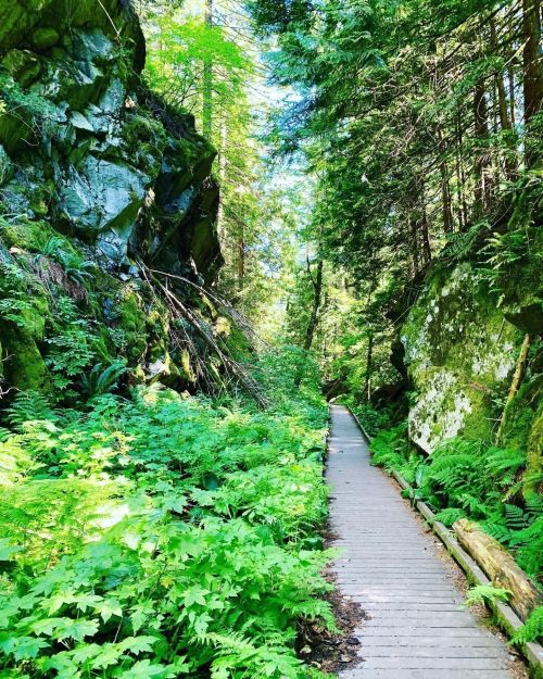 A wooden path winds through a lush green forest, flanked by tall rocks and vibrant foliage.