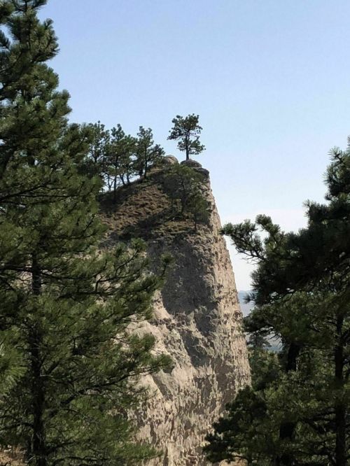 A rocky cliff with a single tree on top, surrounded by green pine trees and a clear blue sky.