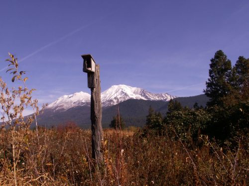 A wooden birdhouse on a post in a field, with snow-capped mountains and trees in the background under a clear blue sky.
