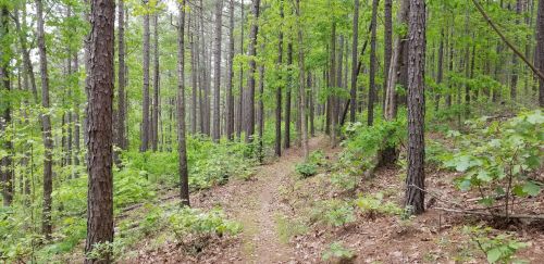 A winding dirt path through a lush green forest with tall trees and underbrush.