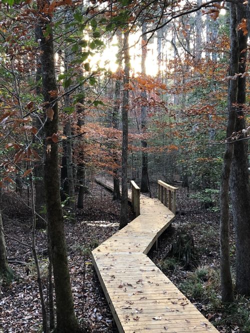 A winding wooden boardwalk through a forest with autumn leaves and soft sunlight filtering through the trees.