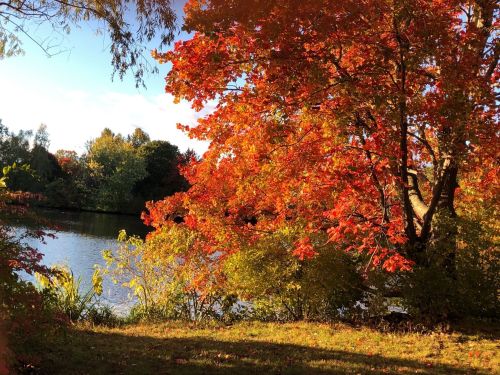 A vibrant red tree by a calm lake, surrounded by colorful autumn foliage under a clear blue sky.