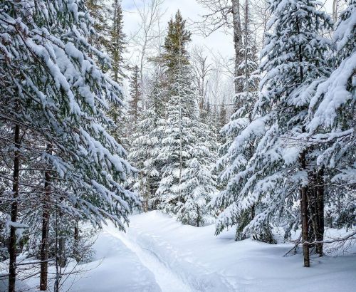 A snowy forest path surrounded by tall evergreen trees blanketed in fresh snow.