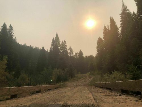 A hazy forest scene with a dirt road, surrounded by tall trees and a sun obscured by smoke.