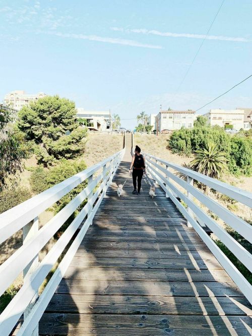 A person walks two dogs on a wooden bridge surrounded by greenery and buildings under a clear blue sky.