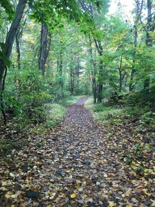 A winding path through a forest, covered in colorful autumn leaves, surrounded by lush green trees.