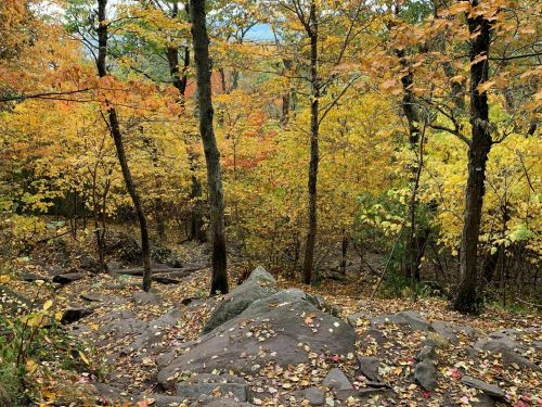 A forest scene in autumn, featuring vibrant orange and yellow leaves on trees and rocky ground covered in fallen leaves.