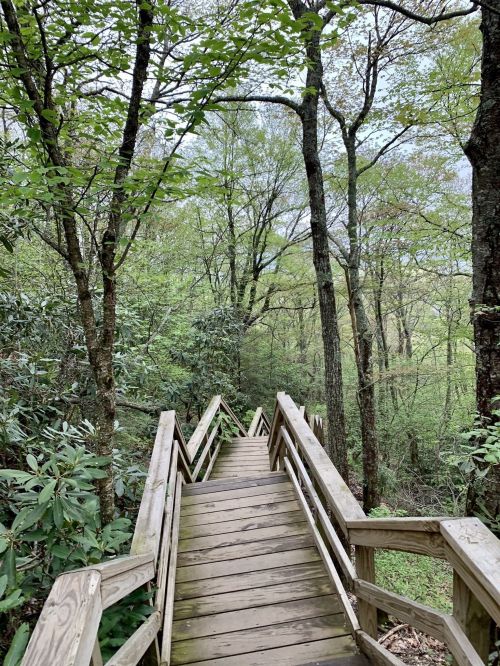 A wooden staircase winds down through lush green trees and foliage in a serene forest setting.