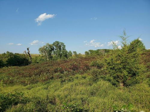 A lush green landscape with trees and shrubs under a clear blue sky, featuring scattered clouds.