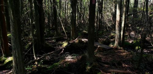 A dense forest with tall trees, moss-covered ground, and a wooden path winding through the underbrush.