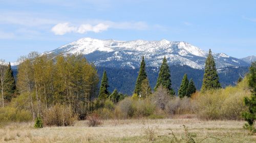 Snow-capped mountains rise above a forest of evergreen trees and lush greenery under a clear blue sky.