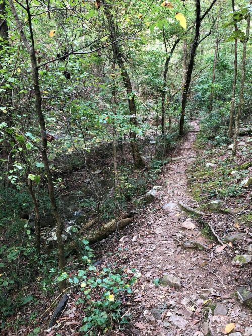 A narrow trail winds through a lush green forest with trees and underbrush, alongside a small stream.