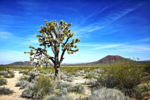 A Joshua tree stands in a desert landscape with mountains and a blue sky in the background.