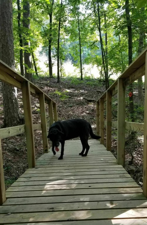 A black dog walks on a wooden bridge surrounded by lush green trees and a forested path.