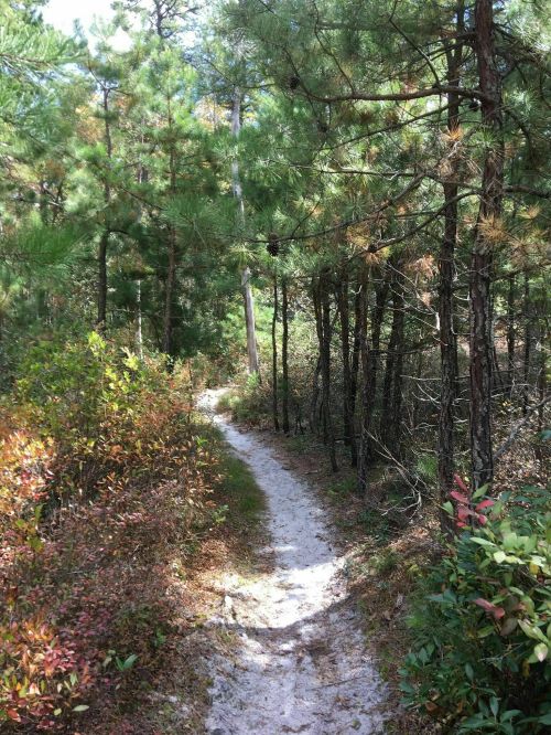 A winding dirt path through a forest of tall pine trees and colorful underbrush.