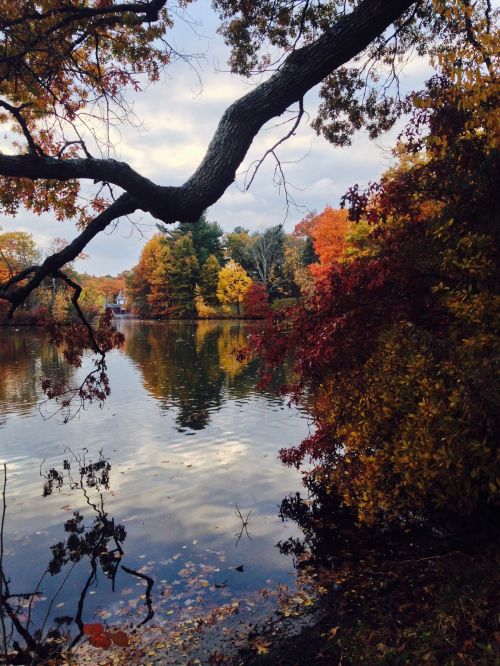 A serene lake surrounded by vibrant autumn foliage and a tree branch extending over the water.