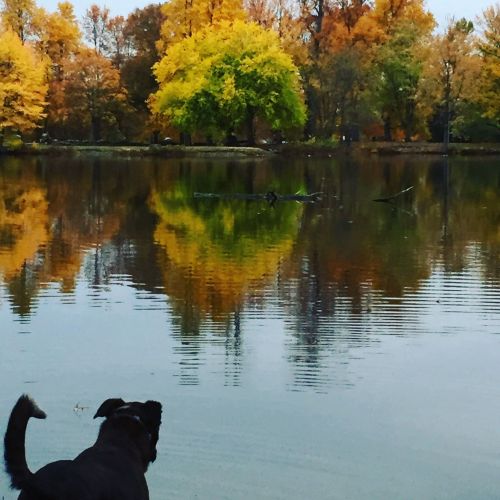 A dog stands by a calm lake, reflecting vibrant autumn trees in shades of yellow and orange.