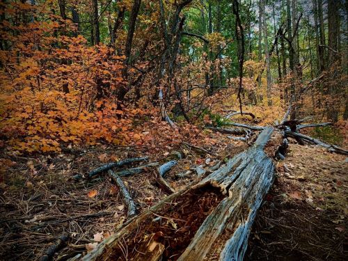 A fallen log in a forest surrounded by vibrant autumn foliage and tall trees.