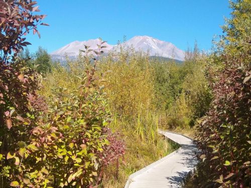 A wooden boardwalk winds through colorful foliage, leading to a view of snow-capped mountains under a clear blue sky.